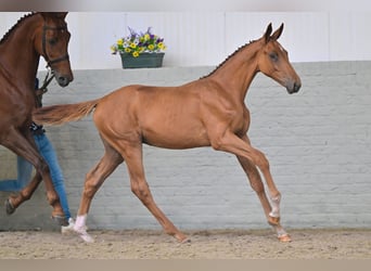 KWPN, Hengst, Fohlen (04/2026), Fuchs