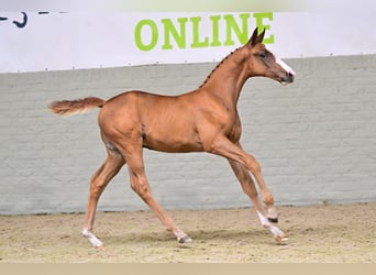 KWPN, Hengst, Fohlen (06/2026), Fuchs