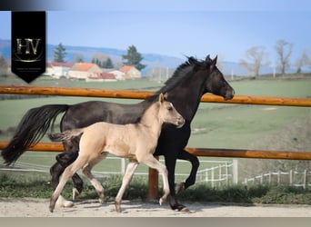 KWPN, Hengst, Fohlen (01/2026), Grullo