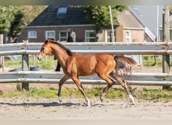 KWPN, Hengst, Fohlen (05/2024), Hellbrauner