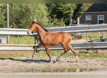 KWPN, Hengst, Fohlen (05/2024), Hellbrauner