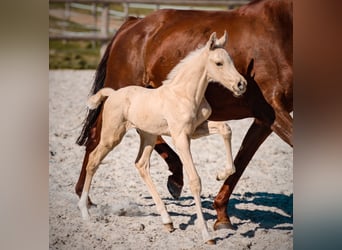 KWPN, Hengst, Fohlen (01/2026), Palomino