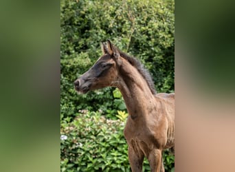 KWPN, Hengst, Fohlen (05/2026), Rappe