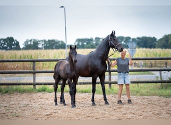 KWPN, Hengst, Fohlen (04/2026), Rappe