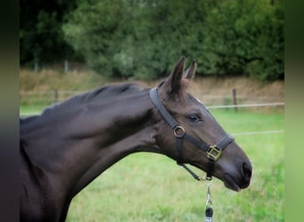 KWPN, Hengst, Fohlen (05/2025), Rappe