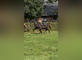 KWPN, Hengst, Fohlen (05/2025), Rappe