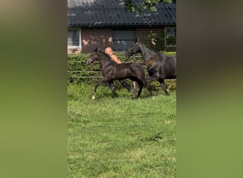 KWPN, Hengst, Fohlen (05/2025), Rappe
