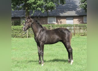 KWPN, Hengst, Fohlen (05/2025), Rappe