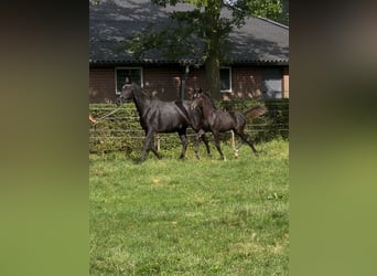 KWPN, Hengst, Fohlen (05/2025), Rappe