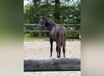 KWPN, Hengst, Fohlen (04/2025), Rappe KWPN, Hengst, Fohlen (04/2025), Rappe