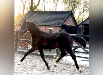 KWPN, Hengst, Fohlen (04/2025), Rappe