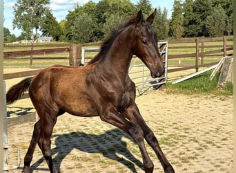 KWPN, Hengst, Fohlen (05/2025), Rappe