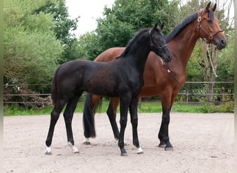 KWPN, Hengst, , Rappe