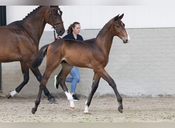 KWPN, Hengst, , Rotbrauner