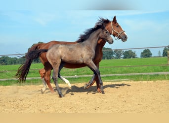 KWPN, Hengst, Fohlen (05/2026), Schimmel