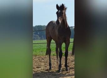 KWPN, Hengst, Fohlen (05/2026), Schimmel