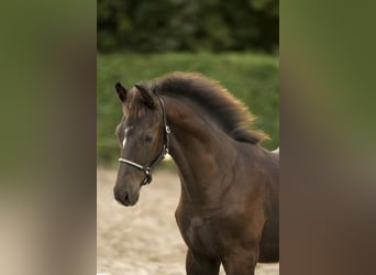 KWPN, Hengst, Fohlen (06/2024), Schwarzbrauner