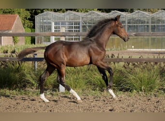 KWPN, Hengst, Fohlen (04/2025), Schwarzbrauner