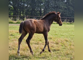 KWPN, Hengst, Fohlen (05/2024), Schwarzbrauner