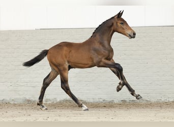 KWPN, Hengst, 