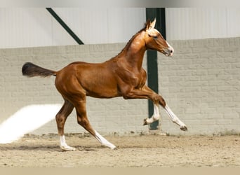 KWPN, Hengst, Fohlen (06/2025)