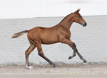 KWPN, Hengst, 