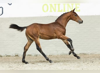 KWPN, Hengst, Fohlen (05/2025)