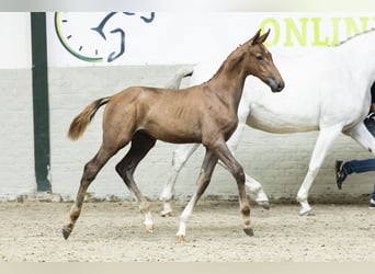 KWPN, Hengst, Fohlen (05/2025)