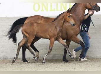 KWPN, Hengst, Fohlen (04/2025)