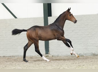 KWPN, Hengst, 