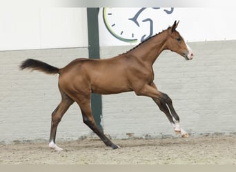 KWPN, Hengst, 