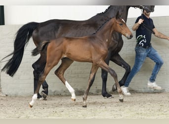 KWPN, Hengst, 