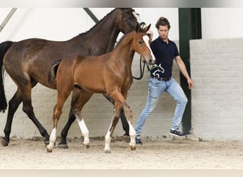 KWPN, Hengst, Fohlen (05/2025)