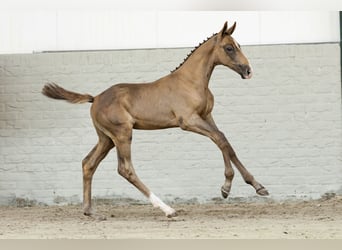KWPN, Hengst, 