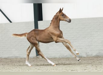KWPN, Hengst, Fohlen (05/2025)