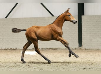 KWPN, Hengst, Fohlen (06/2025)