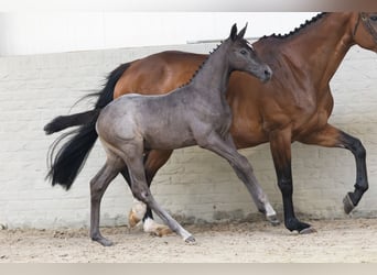 KWPN, Hengst, 