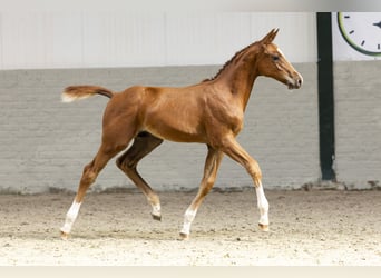 KWPN, Hengst, Fohlen (06/2025)