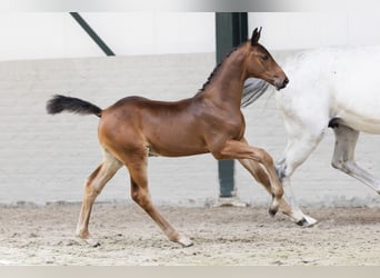KWPN, Hengst, 