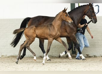 KWPN, Hengst, Fohlen (07/2025)