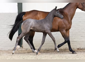 KWPN, Hengst, 