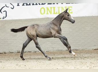 KWPN, Hengst, Fohlen (05/2025)