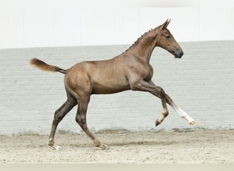 KWPN, Hengst, Fohlen (05/2025)