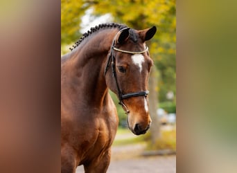 KWPN, Hengst, Fohlen (01/2026)