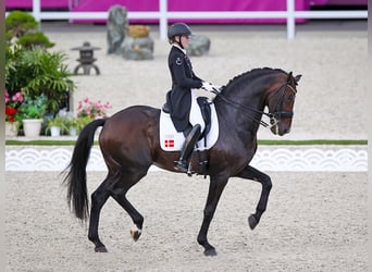 KWPN, Hengst, 22 Jahre, 174 cm, Rotbrauner