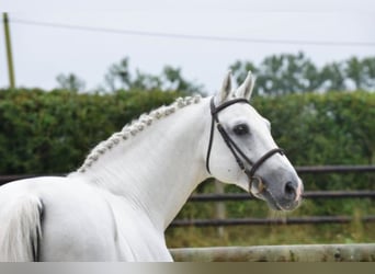 KWPN, Hengst, 24 Jahre, 168 cm, Schimmel