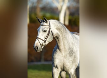 KWPN, Hengst, 13 Jahre, 170 cm, Schimmel