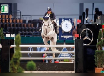 KWPN, Hengst, 23 Jaar, 172 cm, Schimmel