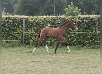 KWPN, Hengst, veulen (03/2024), 168 cm, Bruin