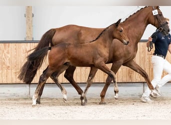 KWPN, Hengst, Veulen (07/2026), 170 cm, Bruin